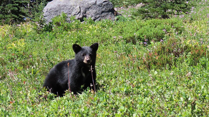 a black bear cub on a hiking trail